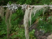Bryoria capillaris, Horsehair Lichen