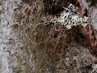 Bryoria fuscescens 5, Bruin paardenhaarmos, Saxifraga-Willem van Kruijsbergen