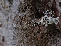 Bryoria fuscescens 6, Bruin paardenhaarmos, Saxifraga-Willem van Kruijsbergen