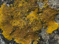 Caloplaca aurantia 5, Platte citroenkorst, Saxifraga-Willem van Kruijsbergen