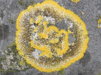 Caloplaca flavescens 4, Gelobde citroenkorst, Saxifraga-Rutger Barendse