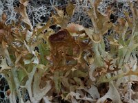 Cetraria cucullata 3, Saxifraga-Willem van Kruijsbergen