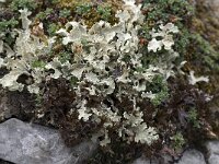 Cetraria islandica 5, IJslands mos, Saxifraga-Willem van Kruijsbergen