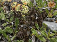 Cetraria islandica 6, IJslands mos, Saxifraga-Willem van Kruijsbergen