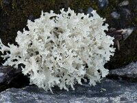 Cetraria nivalis