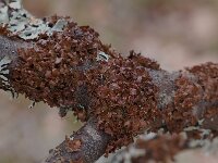 Cetraria sepincola,Tuckermannopsis Lichen