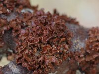Cetraria sepincola 2, Donker boerenkoolmos, Saxifraga-Willem van Kruijsbergen
