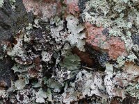 Cetrelia olivetorum 3, Saxifraga-Willem van Kruijsbergen