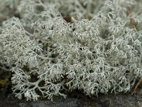 Cladonia arbuscula