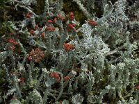 Cladonia bellidiflora 3, Saxifraga-Willem van Kruijsbergen