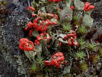 Cladonia bellidiflora 4, Saxifraga-Willem van Kruijsbergen