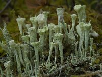 Cladonia carneola