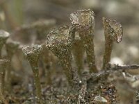 Cladonia chlorophaea 2, Fijn bekermos, Saxifraga-Willem van Kruijsbergen