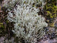 Reindeer Lichen "Cladina ciliata", Torsby, Värmland, Sweden  Reindeer Lichen "Cladina ciliata", Torsby, Värmland, Sweden : Cladina ciliata, Reindeer Lichen, summer, thallus, Värmland, lichen, natural, nature, Scandinavia, Scandinavian, Sweden, Swedish