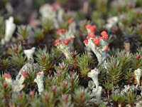 Cladonia coccifera 26, Rood bekermos, Saxifraga-Tom Heijnen