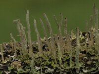 Cladonia coniocraea