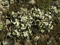 Cladonia convoluta 2, Saxifraga-Willem van Kruijsbergen