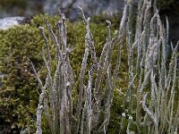 Cladonia cornuta