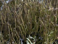 Cladonia crispata