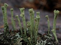 Cladonia deformis