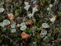 Cladonia diversa