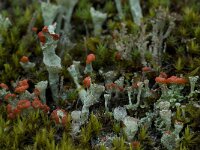 Cladonia diversa 2, Saxifraga-Willem van Kruijsbergen