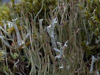 Cladonia ecmocyna