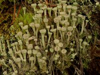 Cladonia fimbriata