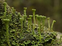 Cladonia fimbriata 3, Kopjes-bekermos, Saxifraga-Rik Kruit