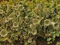 Cladonia fimbriata 06, Kopjes-bekermos, AHB  Kopjes-bekermos - Cladonia fimbriata Hardenberg op 17 februari 2018 Validatie Koen Verhoogt Zie https://waarneming.nl/waarneming/view/148918581