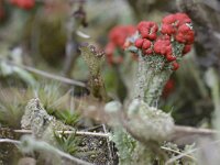 Cladonia floerkeana 29, Rode heidelucifer, Saxifraga-Tom Heijnen
