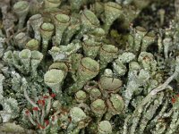 Cladonia grayi