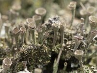 Cladonia grayi 20, Bruin bekermos, Saxifraga-Willem van Kruijsbergen