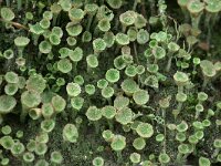 Cladonia grayi 24, Bruin bekermos, Saxifraga-Tom Heijnen