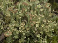 Cladonia grayi 7, Bruin bekermos, Saxifraga-Willem van Kruijsbergen