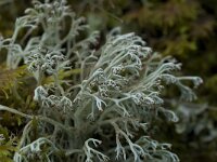 Cladonia mitis