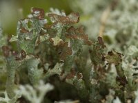 Cladonia peziziformis 2, Saxifraga-Willem van Kruijsbergen