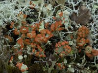 Cladonia polydactyla
