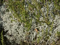 Cladonia portentosa 13, Open rendiermos, Saxifraga-Willem van Kruijsbergen
