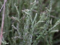 Cladonia scabriuscula