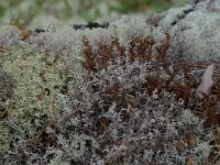Cladonia sp