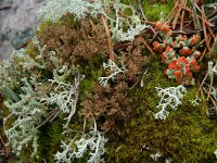 Cladonia sp 2, Saxifraga-Willem van Kruijsbergen