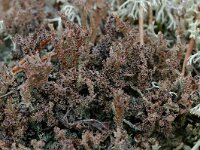 Cladonia squamosa