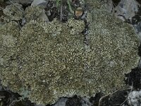 Cladonia strepsilis