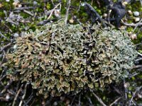 Cladonia strepsilis 3, Hamerblaadje, Saxifraga-Jelle van Dijk