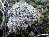 Cladonia strepsilis 4, Hamerblaadje, Saxifraga-Jelle van Dijk