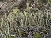Cladonia subulata
