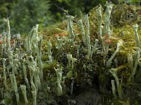 Cladonia sulphurina 7, Geel bekermos, Saxifraga-Willem van Kruijsbergen