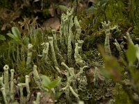 Cladonia sulphurina 9, Geel bekermos, Saxifraga-Willem van Kruijsbergen