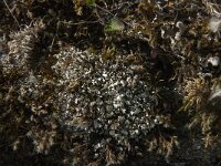 Cladonia symphycarpia
